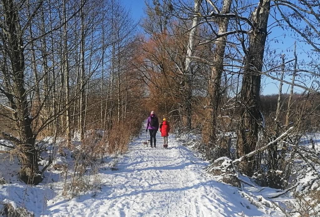 Fotografia. Zimowy krajobraz, ścieżka w lesie pokryta sniegiem, w oddali dwie spacerujące postacie z psem.