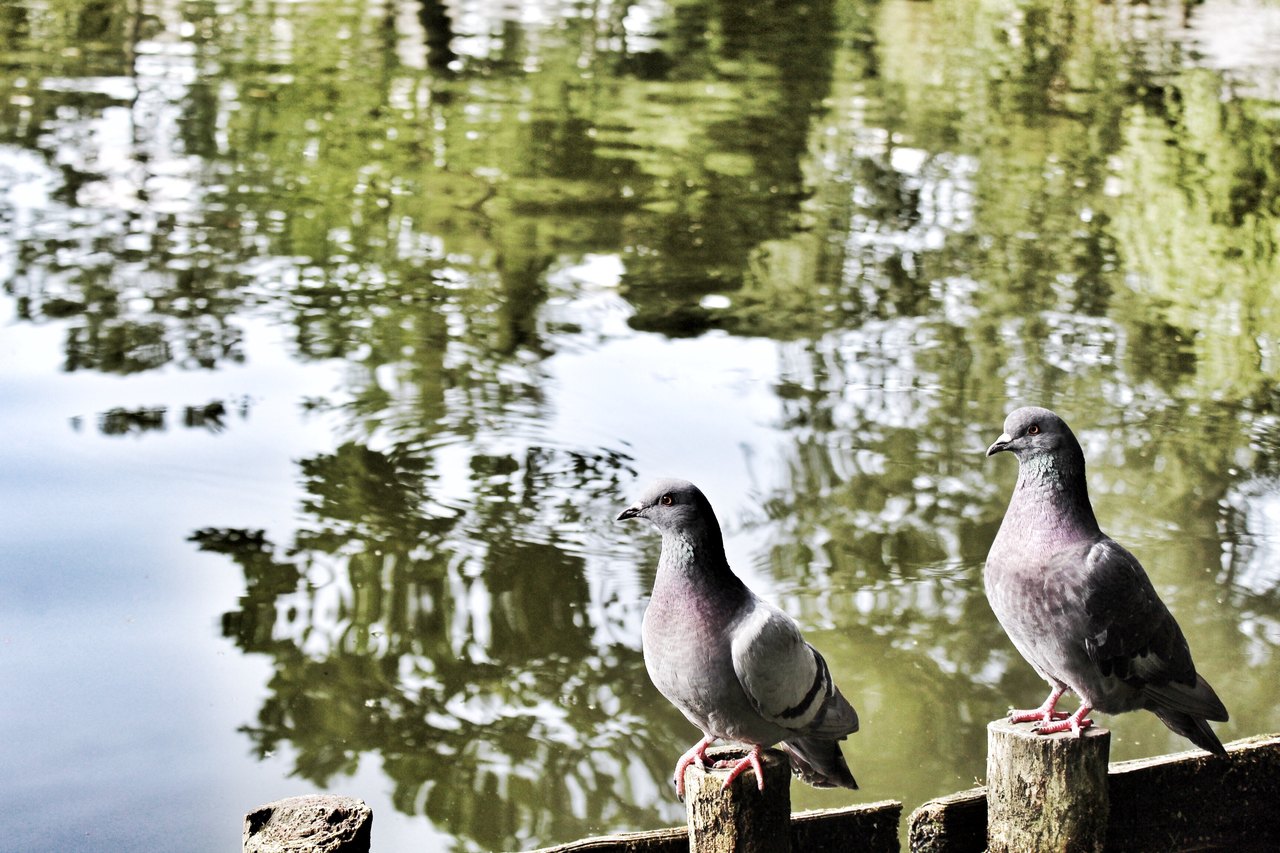 dwa gołębie siedzące na słupach płoty, w tle woda