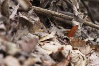 mysz wystawiająca pyszczek z liści i patyków