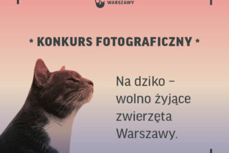 kot na kolorowym tle z napisem konkurs fotograficzny