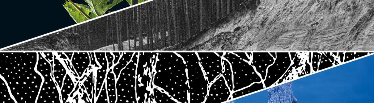 grafika z 4 trójkątów, najwyżej roślina na czarnym tle, niżej stare zdjęcie sosnowego lasu, kolejne grafika systemu korzeniowego, ostatnie konar drzewa wystający z wody