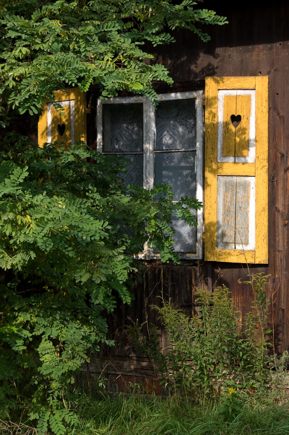 Zdjęcie. Ściana drewnianego domu z oknem, które przysłaniają gałęzie z drobnymi zielonymi liśćmi. Żółto-białe okiennice z wyciętym motywem serca.