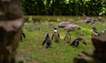 Zdjęcie. Pingwiny na trawie. W tle woda i kamienie.