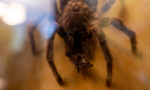 Zdjęcie. Wypchany duży włochaty pająk w gablocie za szybą.